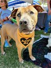 adoptable Dog in , TN named Smiley