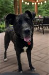adoptable Dog in nashville, TN named Kevin