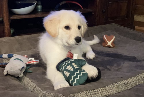 Cooper