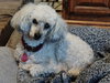 Traveler - bonded with Sophie