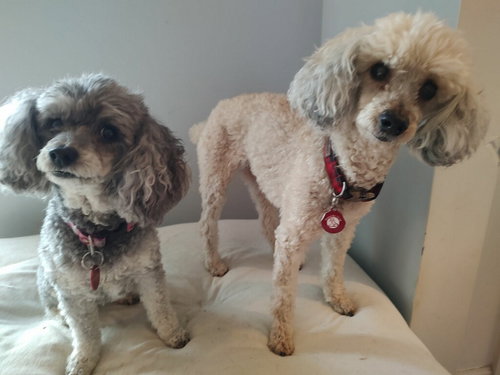 Traveler - bonded with Sophie