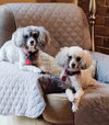 Traveler - bonded with Sophie
