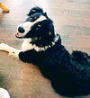 Max