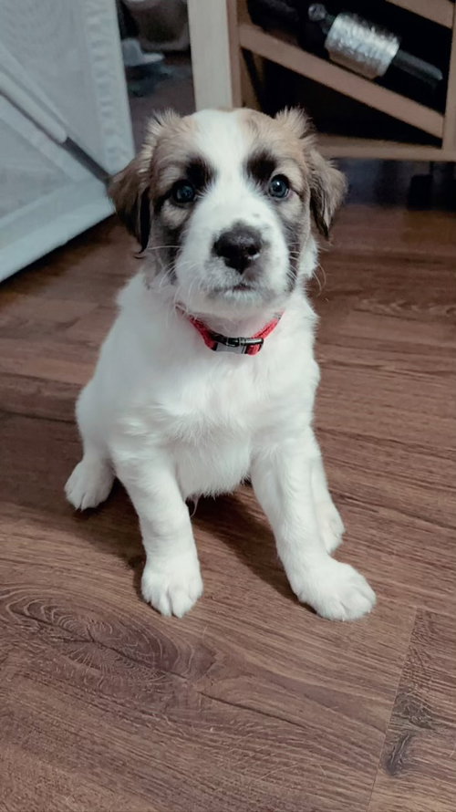 Gordo
