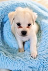 Finnegan