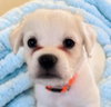 Finnegan