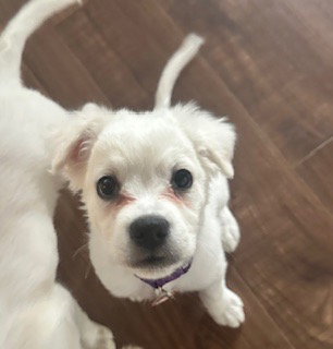 Finnegan