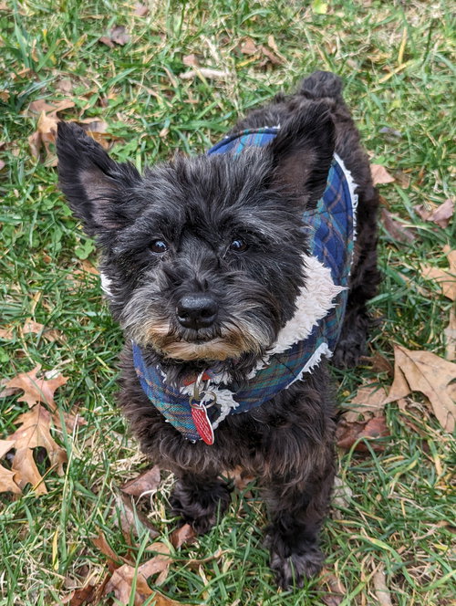 Piper