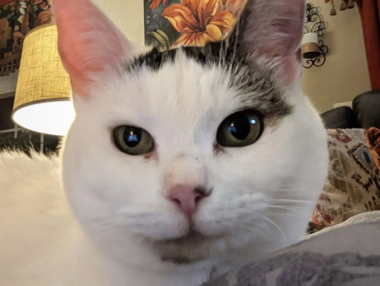Abigail image 2