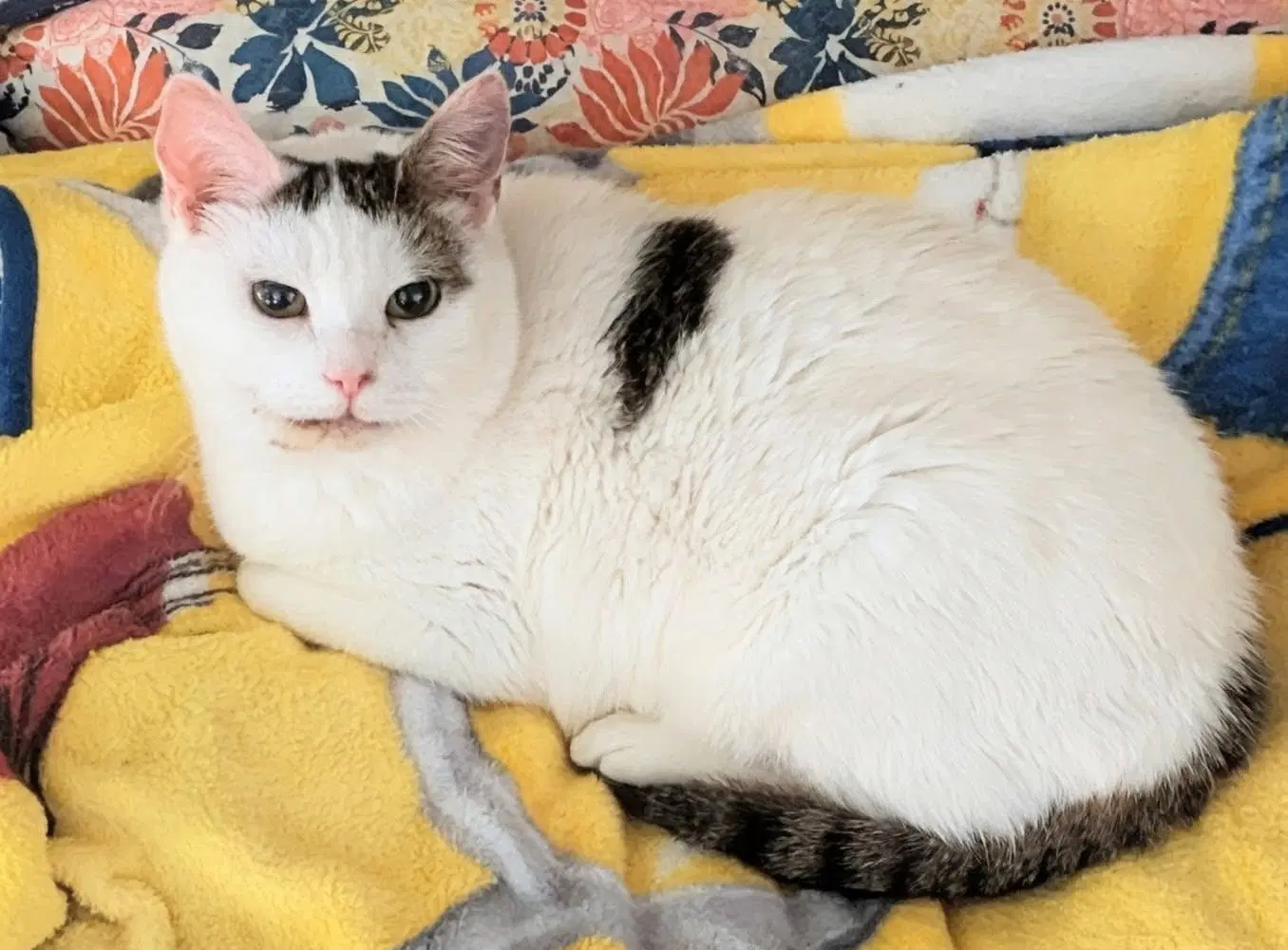 Abigail - Domestic Short Hair