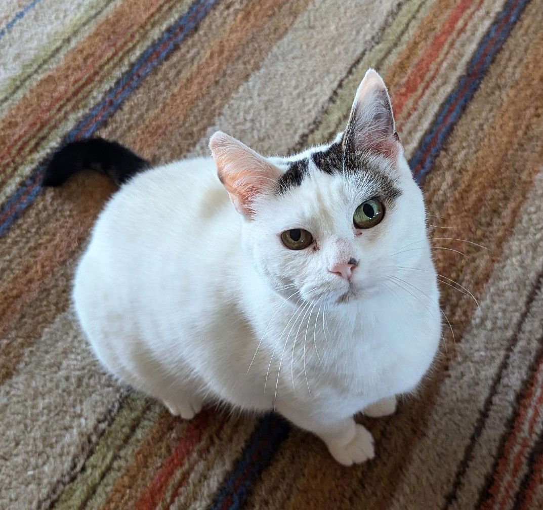 adoptable Cat in Nashville, TN named Abigail