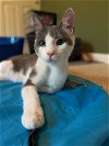 adoptable Cat in nashville, TN named Nolan