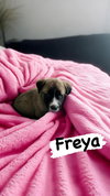 Freya