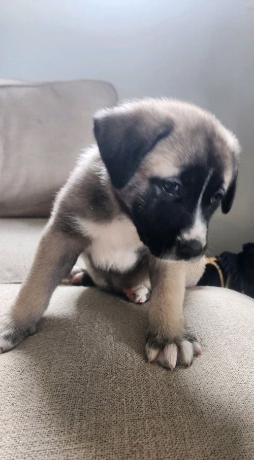Freya