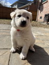 Gus
