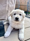 Gus