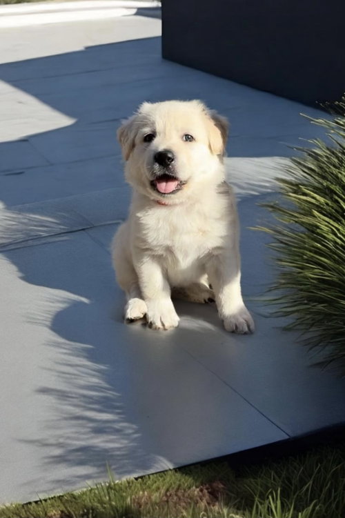Gus