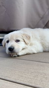 Gus