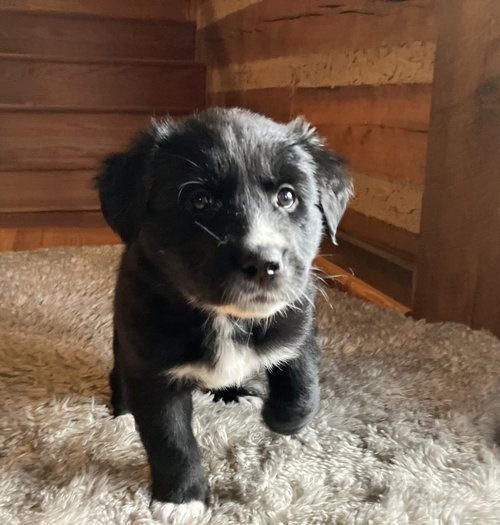 Elsa