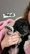 Heidi