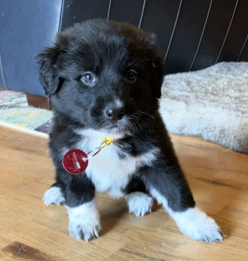 Heidi