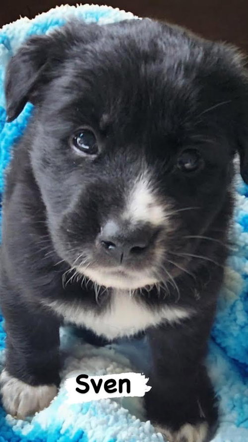 Merlin