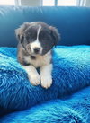 Maverick