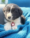 Maverick
