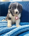 Maverick