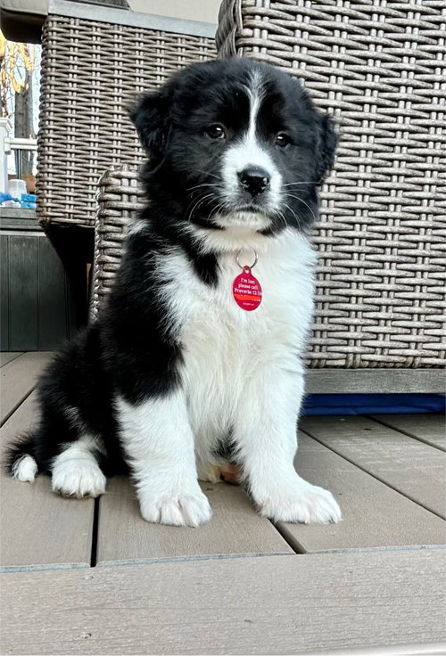 Maverick