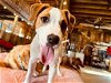 adoptable Dog in , TN named Sawyer Ray