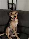 adoptable Dog in nashville, TN named Snowman
