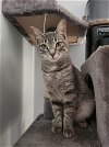 adoptable Cat in nashville, TN named Massika