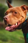 adoptable Dog in , TN named Titus