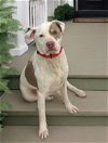 adoptable Dog in nashville, TN named Chip