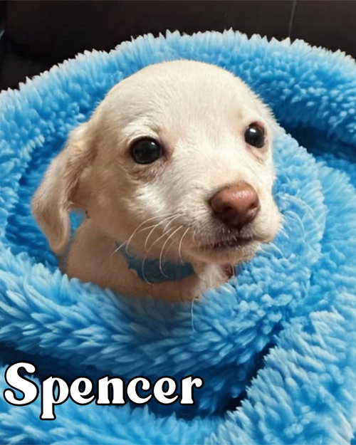 Spencer