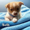 Seth