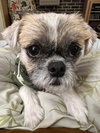 Gizmo