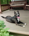 adoptable Dog in nashville, IL named Harlow