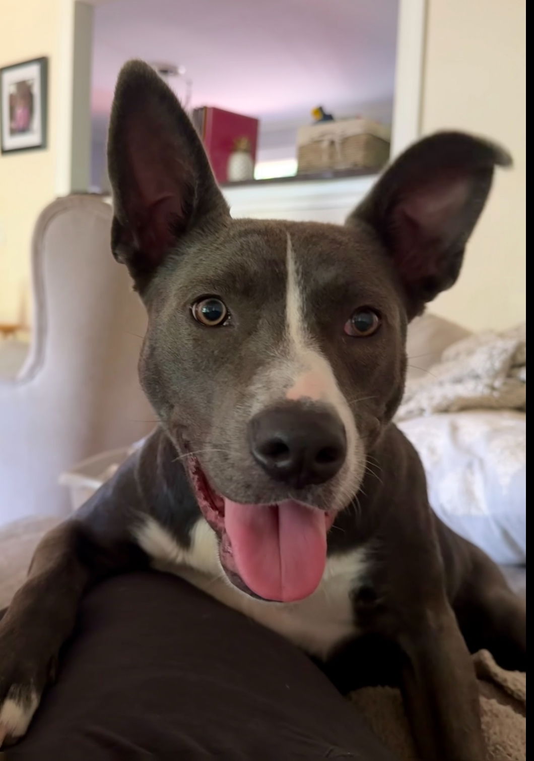 adoptable Dog in Nashville, TN named Harlow