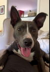 adoptable Dog in , TN named Harlow