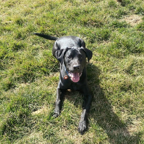 Ozzie