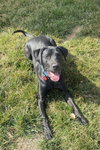 Ozzie