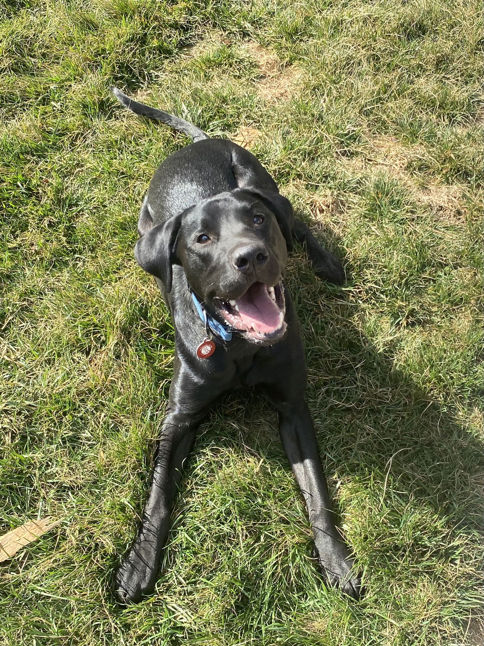 Dog for Adoption - Loki, a Labrador Retriever in Forest Hills, TN ...