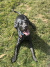 Ozzie