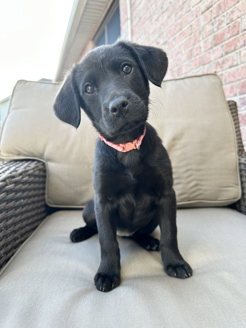 Lyla