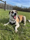adoptable Dog in nashville, TN named Odin