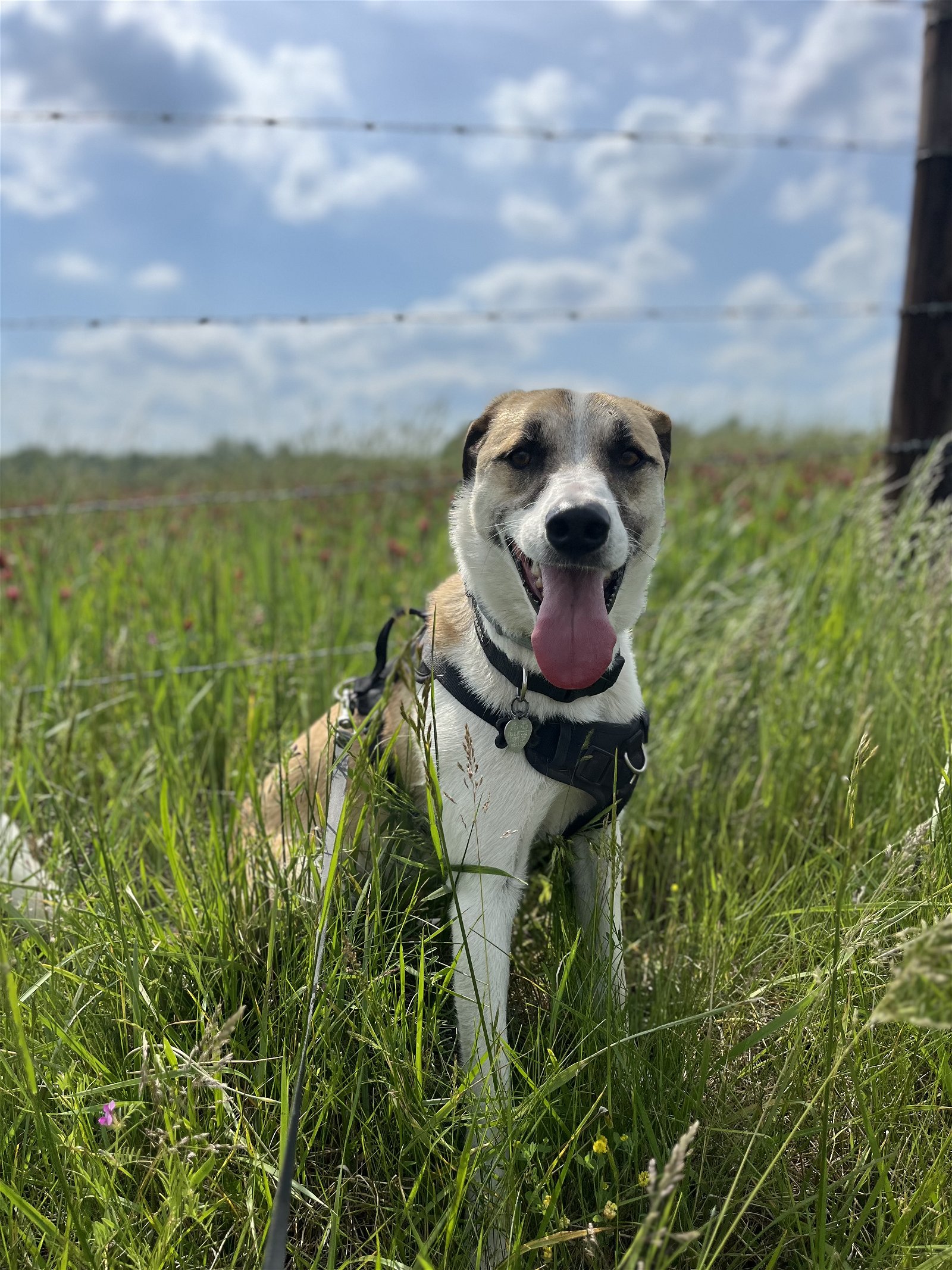 adoptable Dog in Nashville, TN named Odin