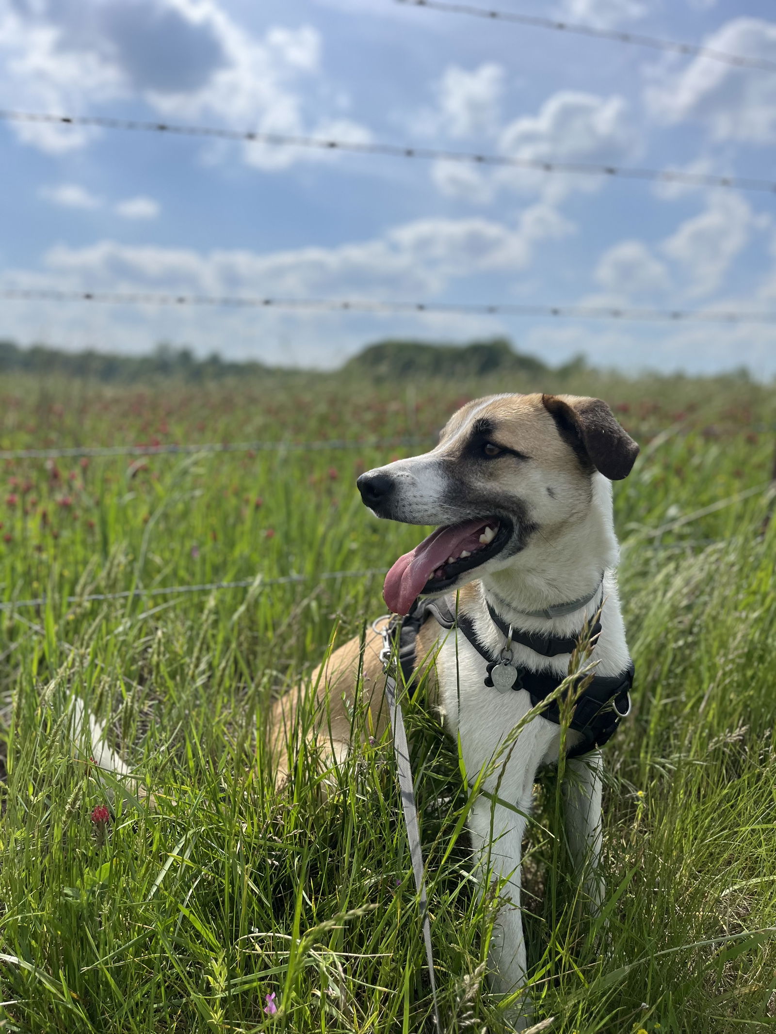 adoptable Dog in Nashville, TN named Odin