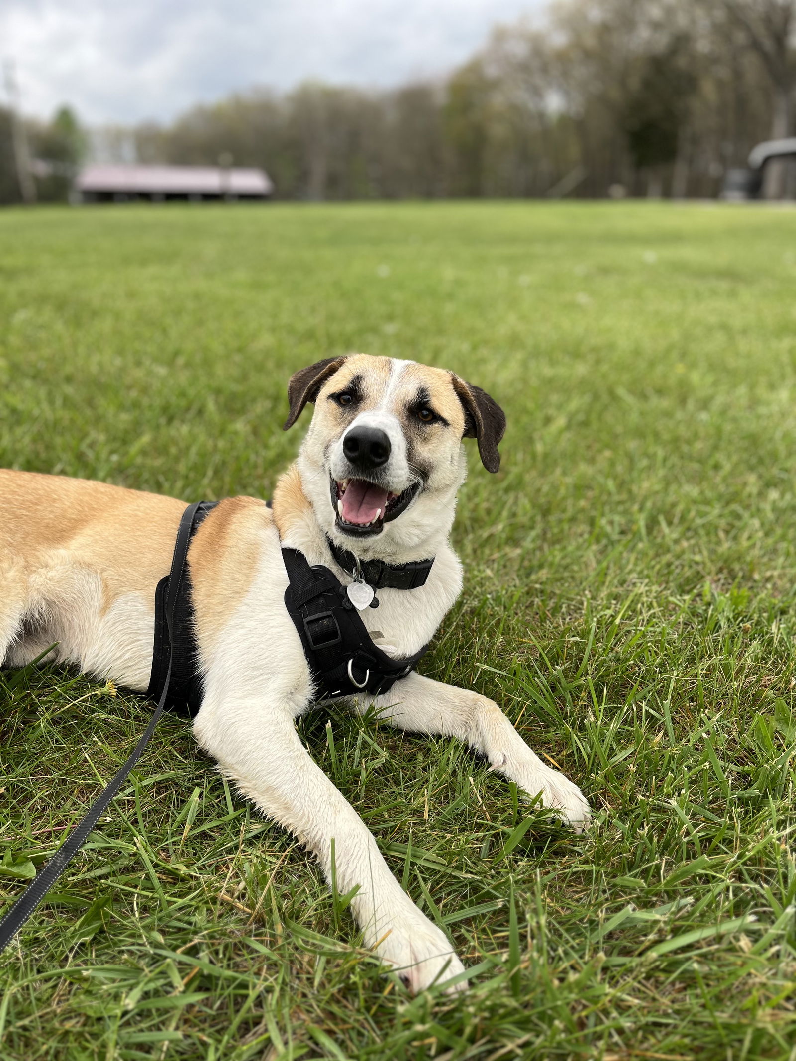 adoptable Dog in Nashville, TN named Odin